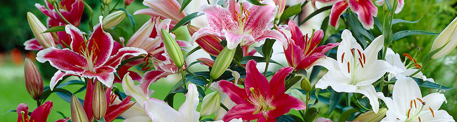 Lily Bulbs