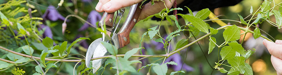 Pruning Your Clematis