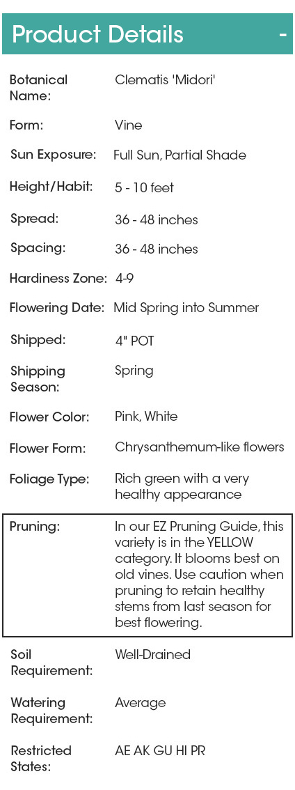 Where to check pruning details