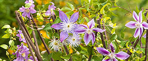 Myth: Short flowering time