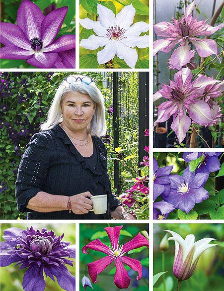 are clematis lilies safe for dogs