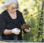 Tips: Proper Planting