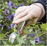 Tips: Pruning