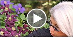 Why Clematis? Video