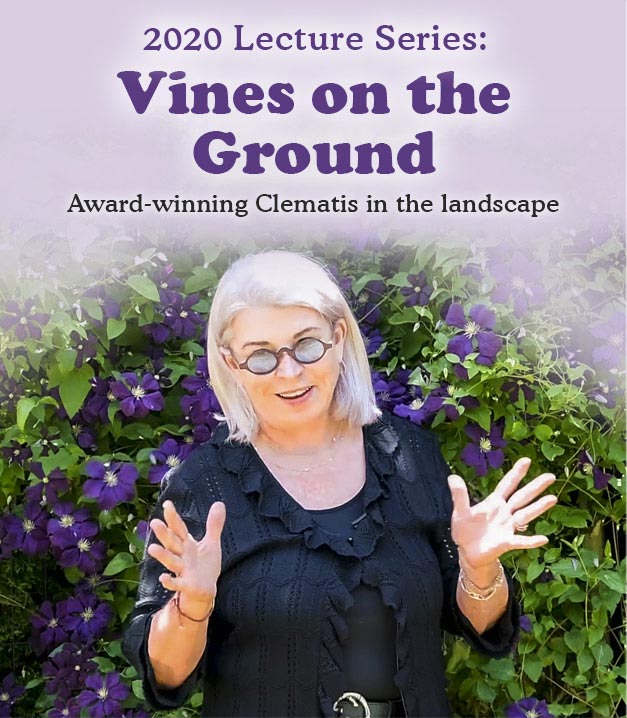 Deborah's Lecture: Vines on Ground