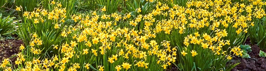 Daffodil Bulbs