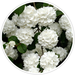 Flowering Hedges