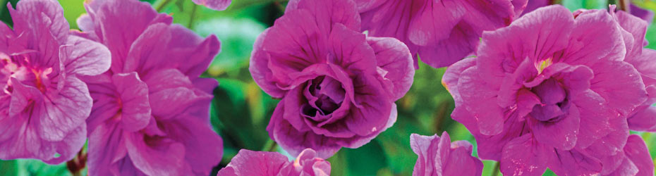 Geraniums
