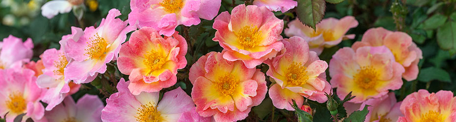 Groundcover Roses