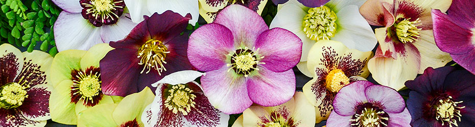 Hellebore (Lenten Rose)