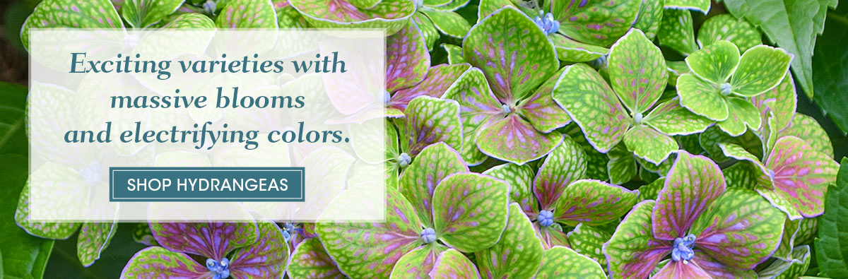 Hydrangeas