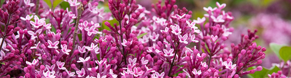 Lilac Bushes