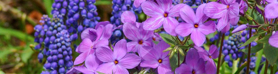 Phlox