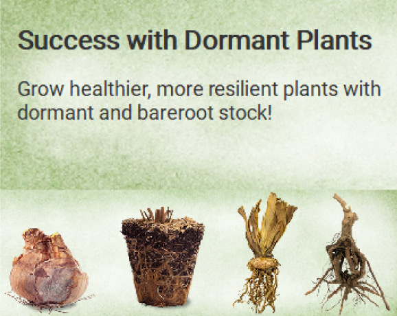 Dormant Plants