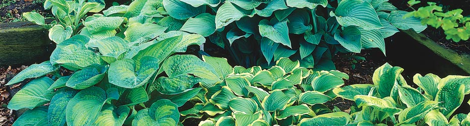 Shade Perennials