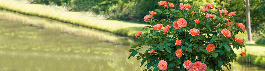 Rose Trees