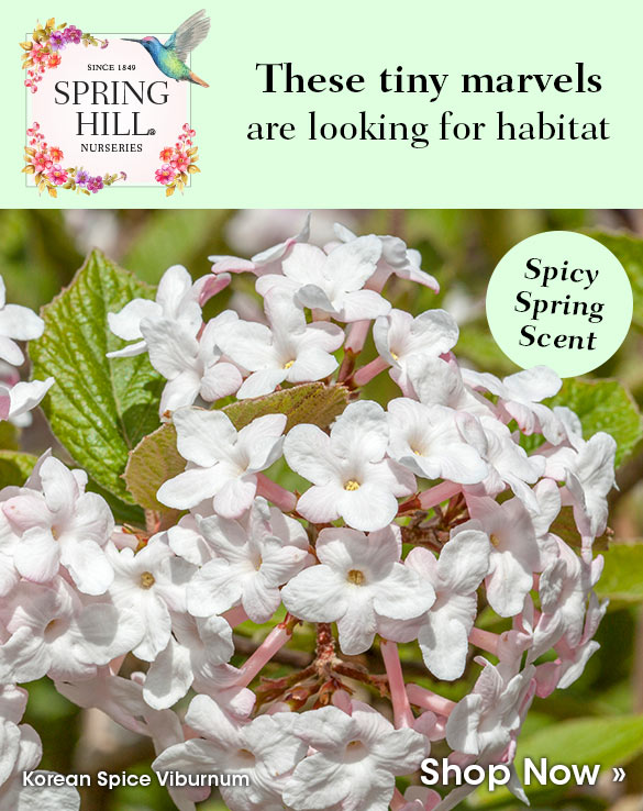 Hummingbirds are on the move; make your garden their first stop