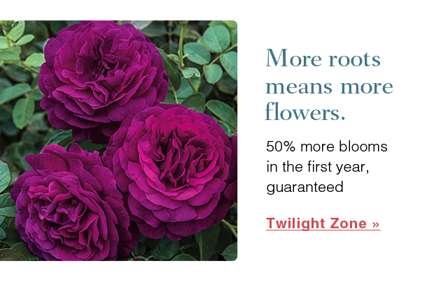 Twilight Zone Grandiflora Rose | Jumbo Roses | Spring Hill