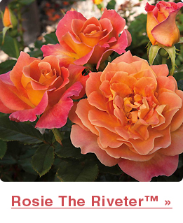 Rosa 'Rosie The Riveter', Floribunda Rose 'Rosie The Riveter' in