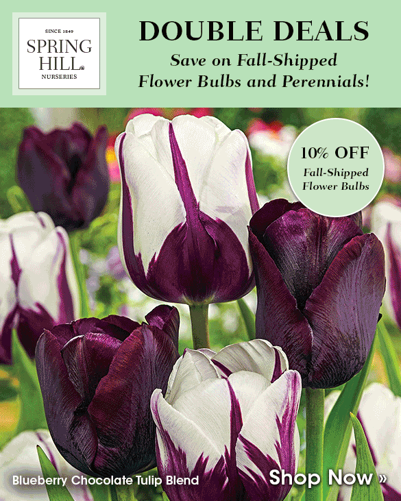 Springhill Flowers Facebook Best Flower Site