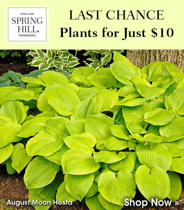 Final Hours: $10 Plant Sale (Select Items Only)