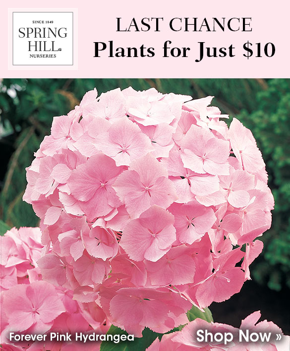 $10 Plant Sale (Select Items Only)