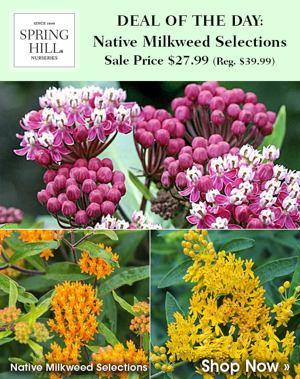Deal of the Day: Native Milkweed Selections 30% Off + Free Shipping on $100