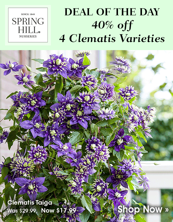 Deal of the Day 40 off 4 clematis varieties! Spring Hill Nurseries