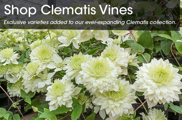 =Clematis Vines