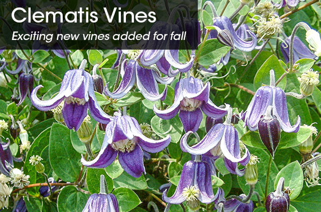 Clematis Vines