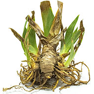 Form of Dormant Plant