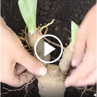 Form of Dormant Plant Video