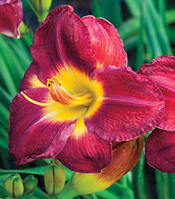 1 Daylily Fragrant Returns Daylily Live Plant Large Root Fans 