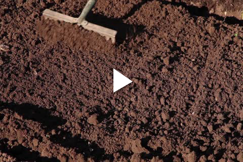 Hydrangea Bareroot - Site Prep