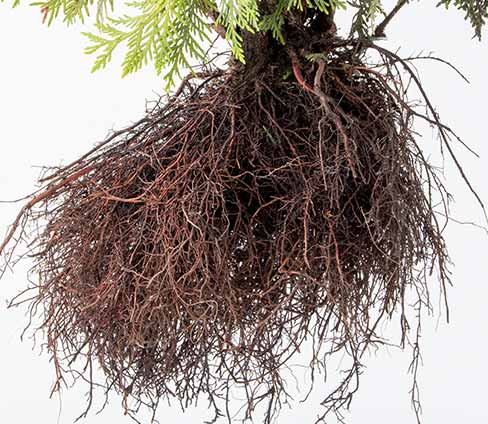 Shrub Roots