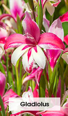 Gladiolus