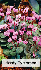 Hardy Cyclamen