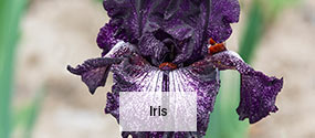 Spring Hill Nurseries | Find Your Inspiration- Online Nursery