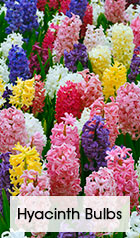 Hyacinth Bulbs