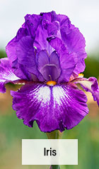 Iris