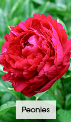 Peonies