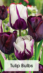 Other Tulips Bulbs