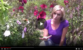 Guide to Hibiscus and Rose of Sharon