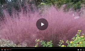 Spring Hill presents Pink Muhly Grass