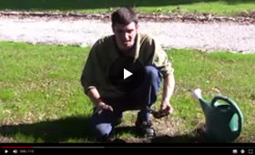 How to Plant Iris
