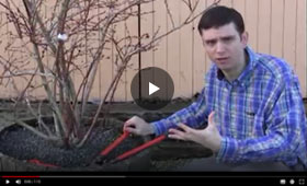 How to Grow Blueberry Plants in a Container Video