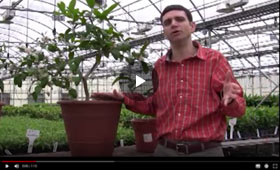 How to Care for your Indoor Citrus Plant and Winter Pollination Tips Video