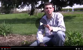 How to Grow and Care for Daylilies Video