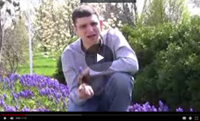 Grape Hyacinth Planting and Care Tips Video