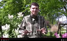 How to Grow and Care for Lilac Plants Video